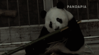 熊猫 吃竹子 可爱 萌