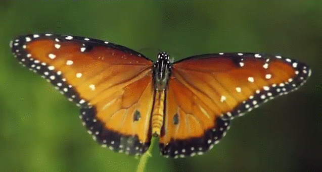 蝴蝶 butterfly animal 自然