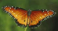 蝴蝶 butterfly animal 自然