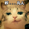 萌宠 猫星人 哼 凡人 呆萌 可爱