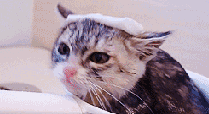洗澡 可爱 乖巧 猫咪