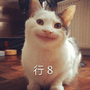 行8 生气 猫咪 可爱 萌宠 不开心