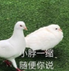 搞笑 蠢萌 魔性 逗比 沙雕