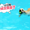 狗狗 游泳 一脸妩媚 美女我来了