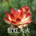 莲花 沙雕莲花 红红火火