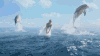 海王 海 海豚
