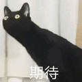 黑猫 猫 期待