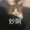 萌宠 猫星人 秒啊 开心 呆萌 可爱