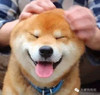 狗狗 同意 可爱 吐舌头