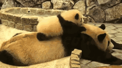 大熊猫 国宝 母子 翻滚