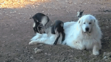 萌宠 狗狗 汪星人 可爱