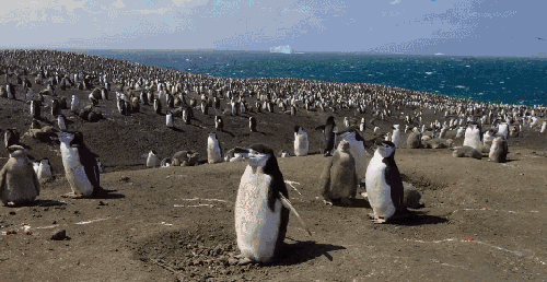 企鹅 地球脉动 密集 日光浴 纪录片 舒适