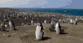 企鹅 地球脉动 密集 日光浴 纪录片 舒适