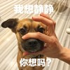 萌宠 汪星人 我想静静 你想吗 呆萌 可爱