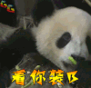 看你装逼 熊猫 国宝 soogif soogif出品