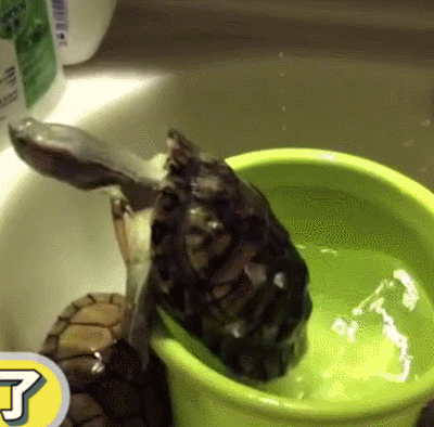 乌龟 喝水 可爱