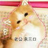 猫咪 萌萌哒 撒娇 卖萌 斗图 老公，亲三口