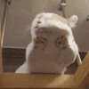 沙雕猫 猫咪 猫 可爱猫 猫表情包 猫咪表情包 小猫