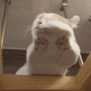 沙雕猫 猫咪 猫 可爱猫 猫表情包 猫咪表情包 小猫