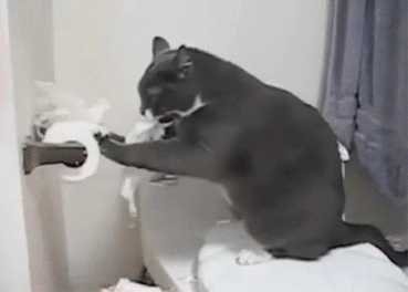 小猫 卫生纸 黑色  白色