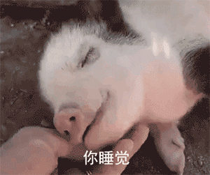 猪 宠物小猪 宠物猪 萌宠 睡觉