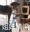 萌宠 汪星人 姐妹情深 摸摸头 呆萌 搞怪 逗