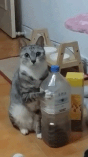 猫咪 水瓶 期待 等待