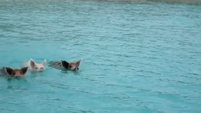 游泳 猪 享受 swimming sports