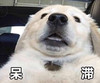 萌宠 汪星人 呆滞 不敢说话 呆萌 可爱