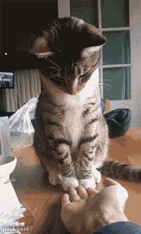 跳舞 桌子 搞笑 小猫
