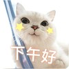 萌宠 猫星人 下午好 开心 呆萌 可爱
