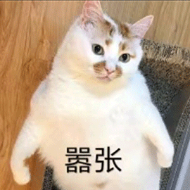 萌宠 猫咪 猫 喵星人 嚣张