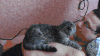 宠物 猫咪 治愈 于留 分泌 摩擦 目的 萌 男主人 gif 人宠间