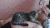 宠物 猫咪 治愈 于留 分泌 摩擦 目的 萌 男主人 gif 人宠间