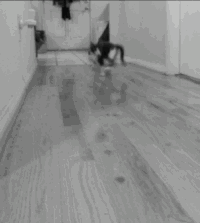萌宠 日常犯二 小奶猫 突然觉得自己不是只喵 动物