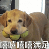 嘻嘻 狗 满足 搞怪 逗