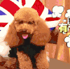 狗狗 可爱 萌宠 汪星人