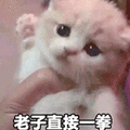 猫 萌宠 喵星人 老子直接一拳