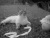 给你亲亲 萌宠 猫咪 猫 喵星人 宠物