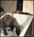 猴子 黑猩猩 婴儿浴 头槌