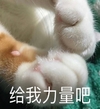 萌宠 猫星人 给我力量吧 猫爪 搞怪 逗