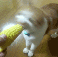 沙雕猫 猫咪 猫 可爱猫 猫表情包 猫咪表情包 小猫
