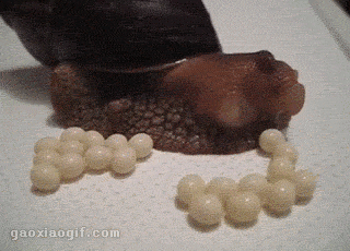 产卵 猎奇 蜗牛 恶心 活久见 好奇
