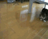 猫咪 纸箱 搞笑 可爱
