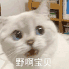 萌宠 猫星人 野啊 宝贝 呆萌 可爱