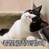 萌宠 猫星人 希望能帮到你呀 期待 呆萌 可爱