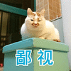 萌宠 猫咪 猫 鄙视 斗图