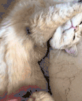 猫咪   抚摸  享受   搞笑   可爱