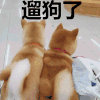 遛狗