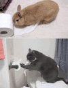 兔子 小猫 卫生纸 抓狂
